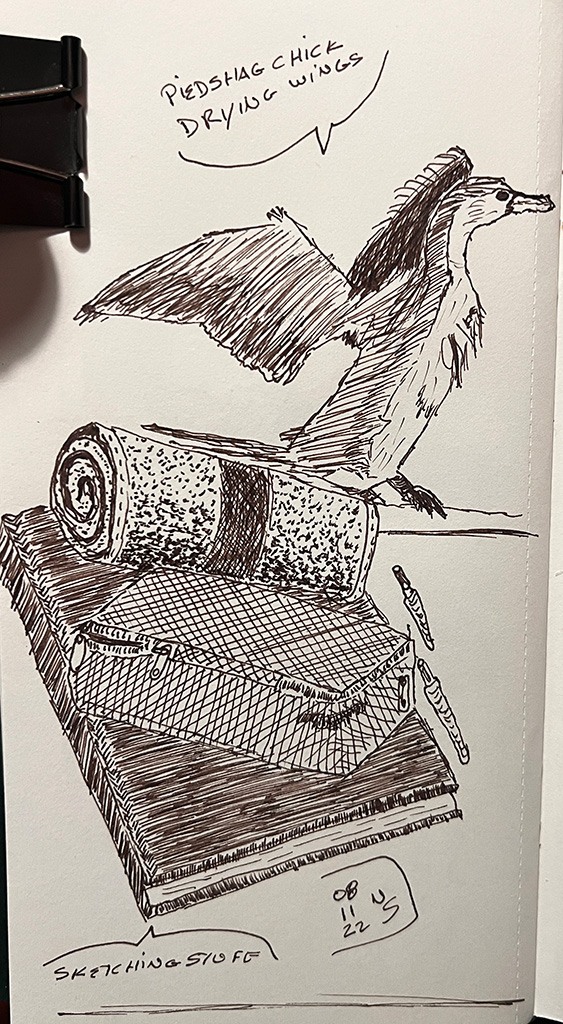Ink sketch. A young pie shag stretching its wings. On the same page, but a separate image, a sketchbook with a pencil case and a pencil roll, and a couple Pentel water brushes. The text "Pied shag drying its wings, and sketching stuff appears respectively next to each drawing. The page is dated November 8, 2022.