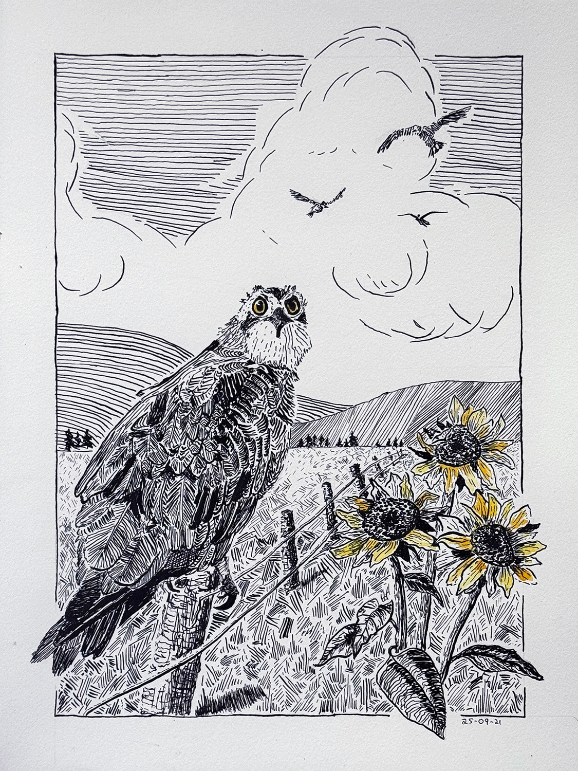 Ink drawing. An Osprey on a fence post. To the right of the osprey are large sunflowers. In the background, low mountaints. There are clouds in the sky.
