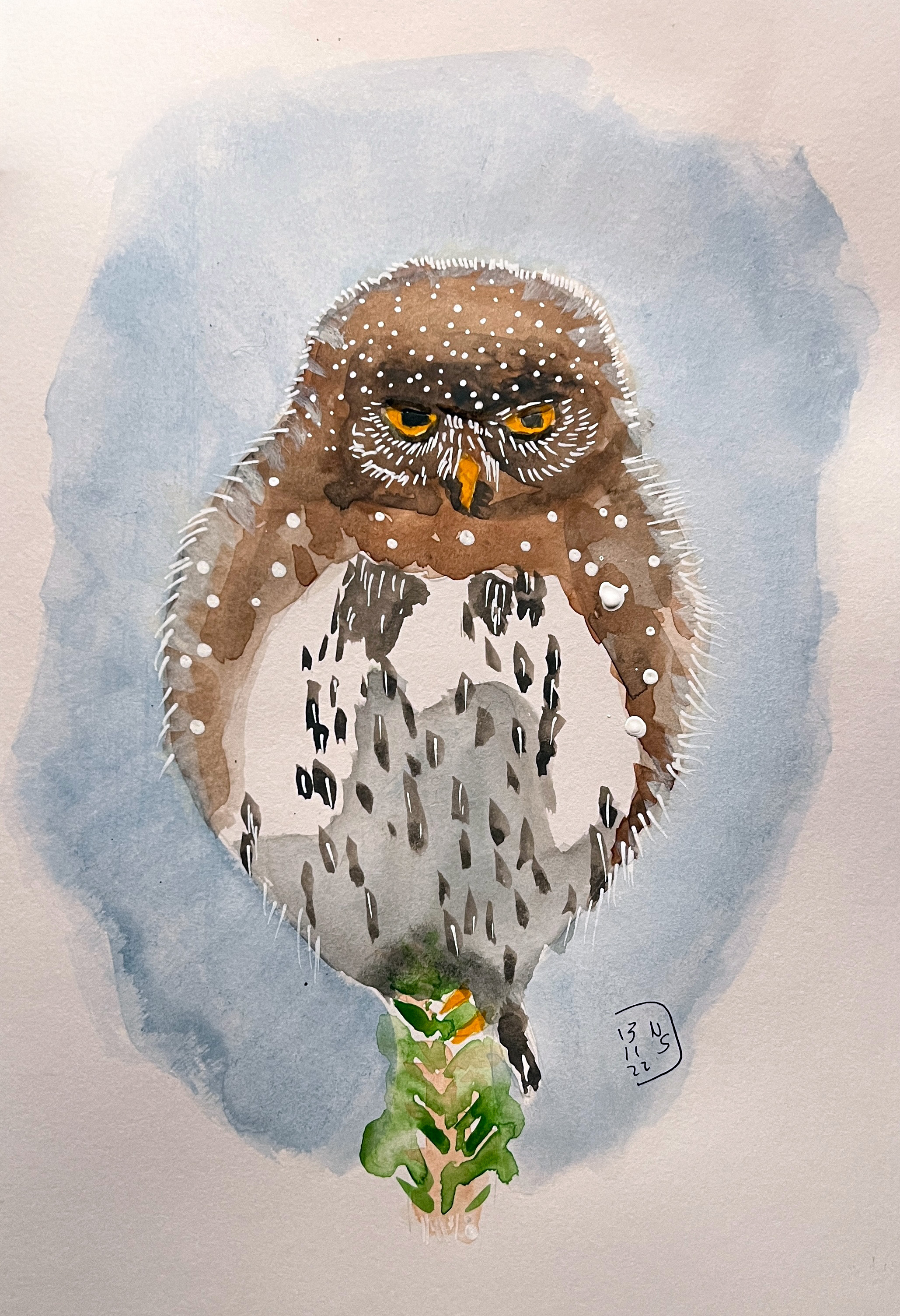 Watercolor painting. A Northern Pygmy owl standing on top of a fir tree.