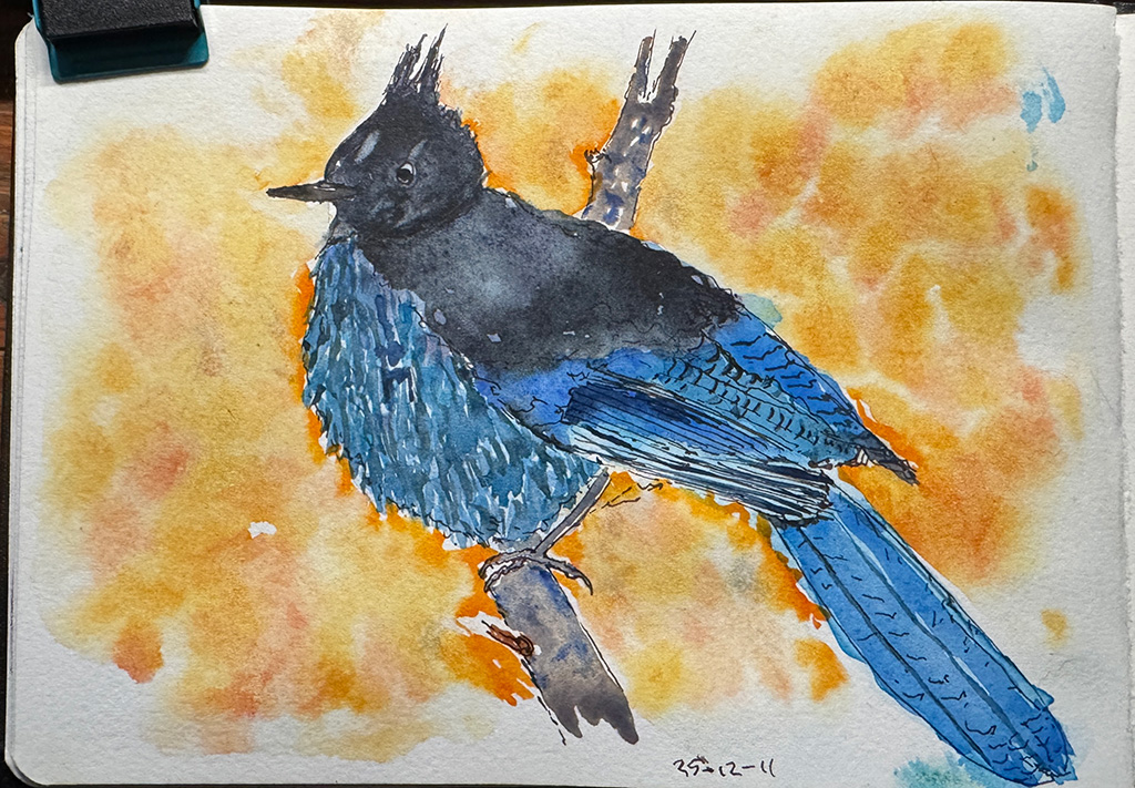 Line and wash sketch. A Steller's Jay. Mostly blue with a dark blue, nearly black head. Viewed in profile. He's standing on a branch. Background in soft orange.  